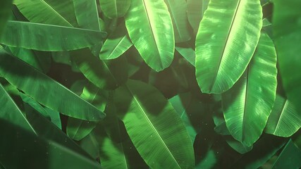 Green tropical trees in deep forest, motion promotion, summer and retro style background