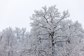 Wall Mural - abstract snow covered trees at cloudy winter day, view with no ground surface