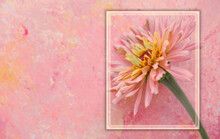 Pink Zinnia Flower On Pastel Texture Background For Mother’s Day.