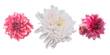 Watercolor Set Of Asters On A White Background. Asters Red, White And Burgundy Flowers