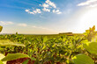 Soybean field in a sunny day. Agricultural scene.