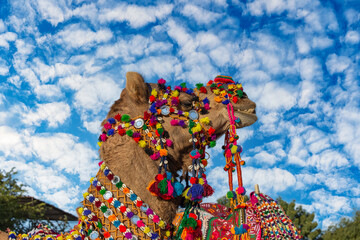 Wall Mural - Decorated camel head in desert Thar during the annual Pushkar Camel Fair near holy city Pushkar, Rajasthan, India