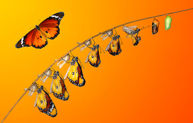 Wall Mural - Amazing moment ,Monarch Butterfly , caterpillar, pupa and emerging with clipping path.