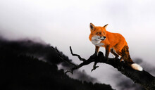 Red Fox In The Wild