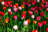 Fototapeta Tulipany - colored tulips growing in a flower bed