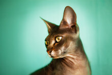 Portrait Of A Very Beautiful Sphynx Cat.