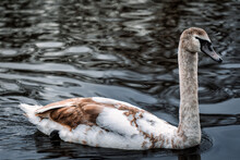 Young Grey Swan At St.James Park