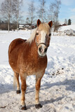 Fototapeta Konie - Pferd / Horse / Equus caballus.