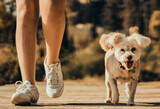 Fototapeta  - perro paseando con compañia