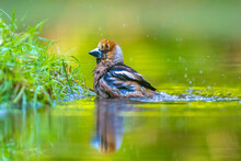 Closeup Of A Wet Hawfinch, Coccothraustes Coccothraustes Washing, Preening And Cleaning In Water.