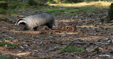 Poster - European badger, Meles meles, in colorful mixed forest. Hungry badger sniffs about food in moss and rotten stump. Beautiful black and white striped forest beast. Cute animal, nature habitat. Wildlife.