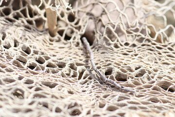 Dried plant net pattern