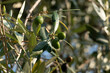 Oliven Früchte mit Blättern, hängen am Baum in einem Olivenhain