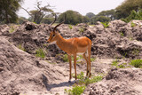 Fototapeta Sawanna - Dzika Antylopa, Park Narodowy Tarangire, Tanzania, Afryka