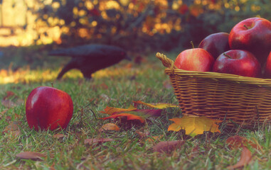 Wall Mural - Basket of Red Apples outdoors in Autumn with crow in background