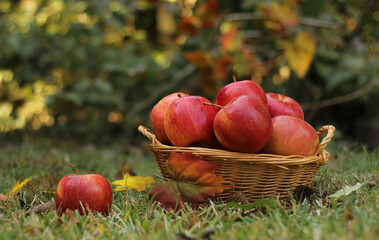 Wall Mural - Basket of Red Apples outdoors in Autumn