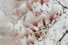 Softest Magnolias