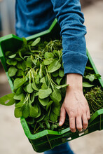 Man Carrying Tray Of Leafy Greens