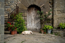 Senior Dog Sleeping In Front Of Old House Door