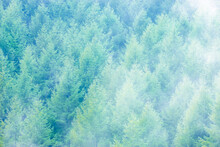 新緑のカラマツ林に霧