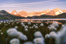 Cotton Grass In The Mountains