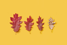 Four Oak Leaves On Yellow Background
