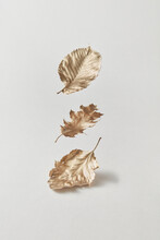 Gold Color Leaves On White Background.
