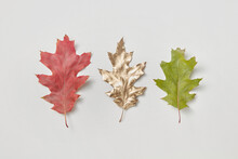 Red, Green And Golden Leaves In Studio