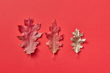 Oak Leaves On Red Background