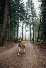 Young Deer Walking In Forest And Looking At Camera