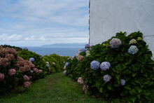 Pico Island, View From The House With Hydrangea
