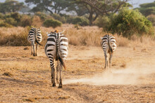Dazzle Of Zebras In Savanna