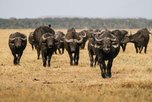 Herd Of African Buffalos In Savanna