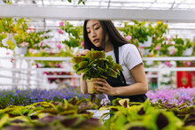 Woman Working With Flowers In Greenhouse