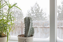 A Cactus And Aloe In A Pot Stand On A Snow-covered Window, A Symbol Of Winter.
