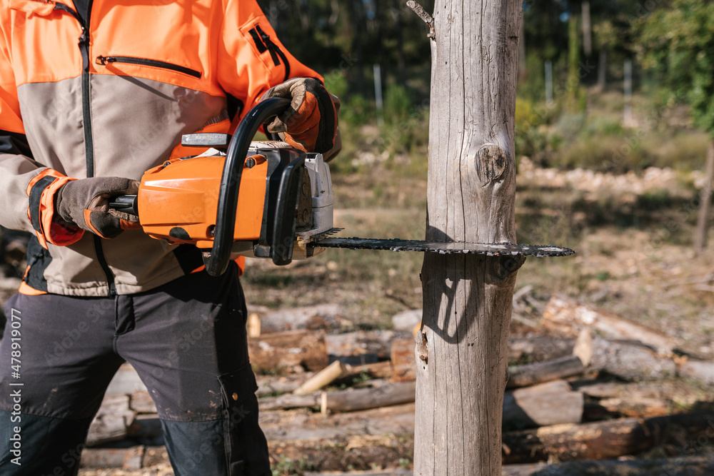 Professional lumberjack cutting tree with chainsaw Stock Photo | Adobe ...