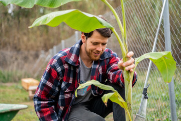 Planting banana in vegetable garden