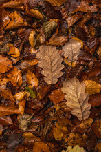 Autumn Leaves, Close Up