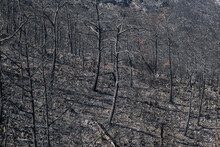 Aftermath Of Forest Fire