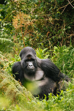 Muscular Silverback Gorilla In Green Woods