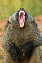 Aggressive Baboon With Opened Mouth
