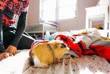 Guinea Pig Laying On Multicolor Blanket. 