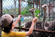 Asian Girl Feeding The Ostrich To Eat Plants