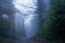 A Lane In A Foggy Forest On An Autumn Day