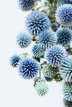Blue Globe Thistle Flowers