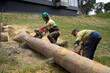 © Rowena Naylor/Stocksy - Large log being cut with chainsaws
