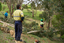 Clearing Branches From Tree Felling