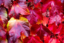 Leaves In Autumn 