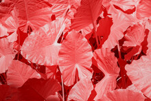 Infrared Photography Of Tropical Leaves