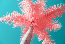 Infrared Photography Of Palm Tree